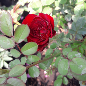 Бордовая - Миниатюрные розы лилипуты 